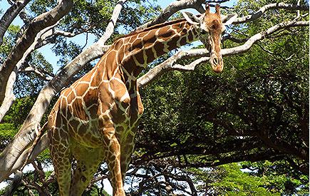 Explore Honolulu Zoo