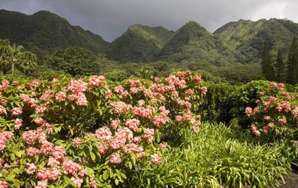 Oahu Botanical Gardens