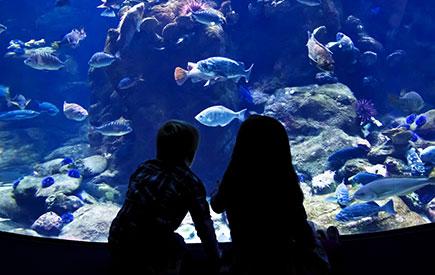 Explore Waikiki Aquarium